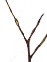 purple willow (salix purpurea), twig with almost-opposite buds. 2009-01-26, Pentax W60. keywords: osier rouge, salcio rosso